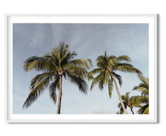 Resort Palms